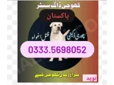 Khoji Dog Center Jhelum 03454760111