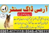 Army Dog Center faisalabad 03335698052