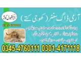 Army Dog Center faisalabad 03335698052