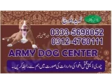 Army Dog Center faisalabad 03335698052