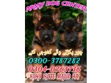 Army Dog Center Bahawalnghar 03404081110