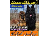 Army Dog Center Mardan 03003787282