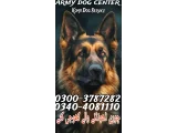 Army Dog Center Peshawar 0304-0763736