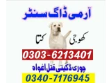 Army Dog Center Karachi 03036213401 | Khoji Dog In Karachi