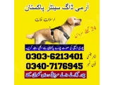 Army Dog Center Chakwal 03036213401 | Khoji Dog In Chakwal 