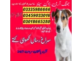 Army Dog Center talagang 03458966073 sniffing dogs available 