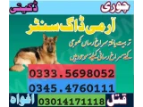 Army Dog Center faisalabad 03335698052