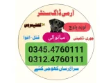 Army Dog Center Jhang 03454760111