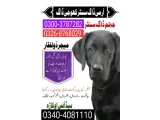 Army Dog Center Bahawalnghar 03404081110