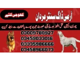 Army Dog Center Mardan 03018665280 (khoji dog in Mardan)