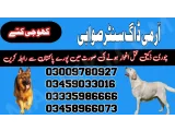 Army Dog Center Swabi 03458966073 (Khoji Dogs In Swabi)