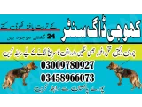 Army dog center Sukkur 03009195279