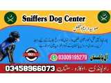 Army Dog Center Mandi Bahauddin 03458966073 (khoji dog in Mandi Bahau)