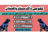 Army dog center Dadu 03335986666 (کھوجی کتے)