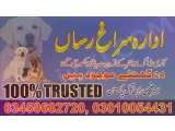 Army dog centre Faisalabad 03450682720