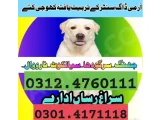 Army Dog Center Multan 03454760111