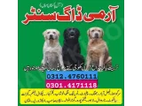 Army Dog Center Jhelum 03454760111