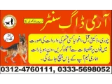 Army Dog Center Rawalpindi 03335698052