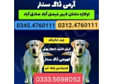 Army Dog Center Murree 03124760111