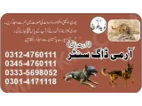 Army Dog Center faisalabad 03335698052