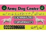 Army Dog Center Mardan 03335986666 (k9 trained dogs in Mardan)