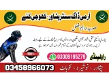 Army Dog Center Peshawar 03458966073 (Khoji Dog In Peshawar)