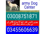 Army Dog Center bhakkar 03008751871