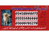 Army dog center bannu 03009195279khoji dog center bannu