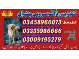 Army dog center chakwal 03018665280 khoji dog center chakwal