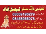 Army dog center faisalabad 03018665280 khoji dog center faisalabad