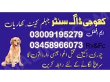 Army dog center jhelum 03009195279 khoji dog center