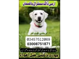 Army Dog Center kharian 03457512069