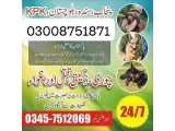 Army Dog Center attack 03457529494