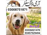 Army Dog Center Mianwali 03008751871