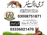 Army Dog Center mardan 03336021470