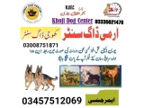 Army Dog Center gujar Khan 03457512069