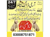 Army Dog Center Gujranwala 030087518751