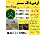 Army Dog Center peshawar 03336021470