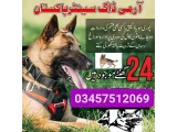 Army Dog Center Rawalpindi 03455606639