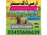 Army Dog Center faisalabad 03457512069