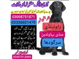 Army Dog Center Sargodha 03455606639