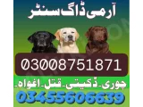 Army Dog Center swabi 03336021470