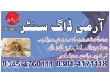 Army Dog Center Rawalpindi 034547601111