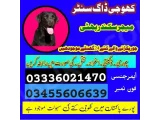 Army Dog Center Mandi bahauddin 03457512069