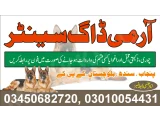 Army Dog Center Lahore 03010054431