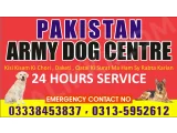 Army Dog Center Peshawar 03010054431