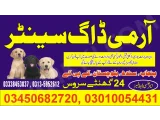 Army Dog Center Islamabad 03010054431