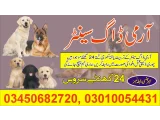 Army Dog Center Sialkot 03010054431