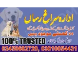 Army Dog Center Karachi 03010054431