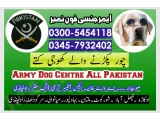 Khoji Dog Centre Faisalabad #03005454118